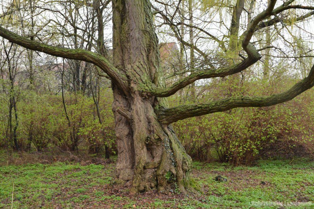 Park pałacowy w Żelowicach